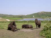 "Wild" horses