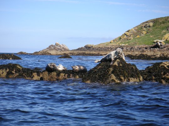 Phoque
