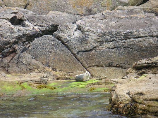 Phoque