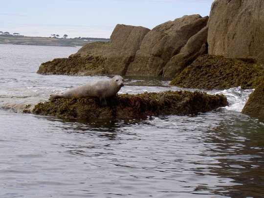 Phoque