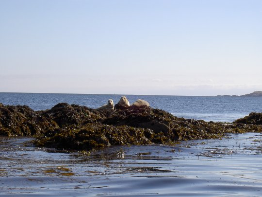 Phoque