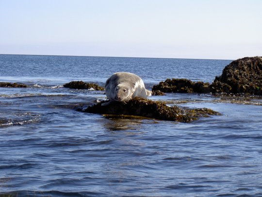Phoque